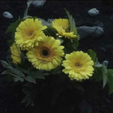 yellow-gerberas avatar