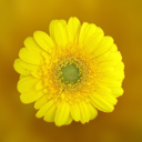 yellowflavum avatar