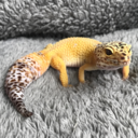 yellowgecko avatar