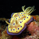 yellownudibranch avatar