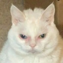 yellowraddie avatar