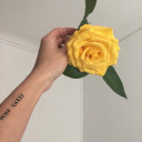 yellows-rose avatar