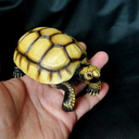 yellowtortoise avatar