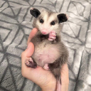 yes-im-a-lizardman avatar