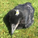 yes-this-account-is-alive avatar