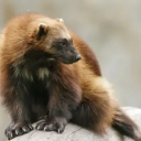 yes-yes-yes-world avatar