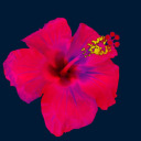 yesfuschiaflower avatar