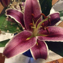 yessocalroots avatar