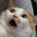 yetanotherwarriorcatsblog avatar