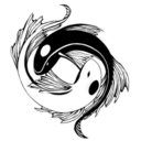 yin-yanger avatar