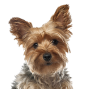 yorkiegregg avatar