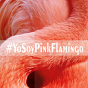 yosoypinkflamingo avatar