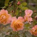 youdeservecompliments avatar