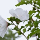 yougivemewhumperflies avatar