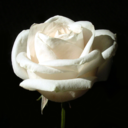 youlookcurious avatar