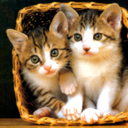 youmakemefeeline avatar