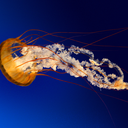 youngsonsanddads avatar