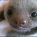 your-daily-baby-sloth avatar