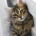 your-fave-wants-to-marry-you avatar