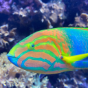 your-logic-doesnt-logic avatar