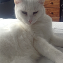 your-reader-girl-21 avatar