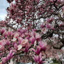 your-voice-is-an-echo avatar