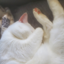 yourdadowesmemoney avatar