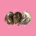 yourdailydegu avatar