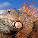 youreahairymotherlicker avatar