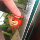 yourfishisnotfine avatar