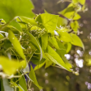 yourlocal-lichen avatar