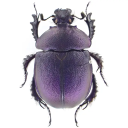 yourlocalbeetle avatar