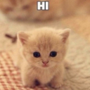 yourlocalbutcher avatar