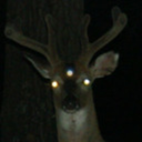 yourlocaldeer avatar