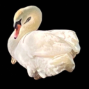 yourlocalswan avatar