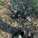 yourwhumppromptoftheday avatar