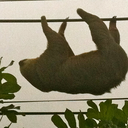 youthful-rebellion avatar