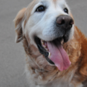 youvebeenlawyered avatar