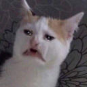 ytautwitwitwitw avatar