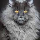 ytyrfgfigkhgth avatar