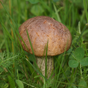 yummytoadstools avatar