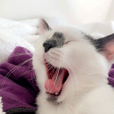 yummytummie avatar
