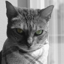 zaharex avatar