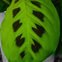 zajicovakronika avatar