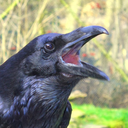 zancorvid avatar