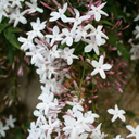 zarifedebiyat avatar