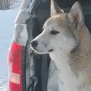 zaryathelaika avatar