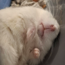 zealousstrawberrytale avatar