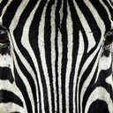 zebradeross avatar