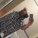 zebrasausage avatar